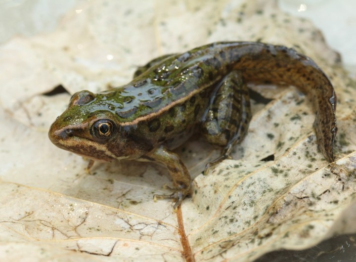 Northern Leopard Frog